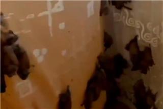 Σοκ: Γυναίκα επέστρεψε σπίτι μετά από μια εβδομάδα και βρήκε 381 νυχτερίδες να την περιμένουν