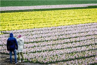 Ολλανδία: 7 εκατομμύρια τουλίπες στο πιο διάσημο ανοιξιάτικο πάρκο της Ευρώπης