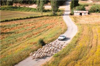 Πρώην πρόεδρος ΟΠΕΚΕΠΕ: Το 2018-2019 τα αιγοπρόβατα στην Κρήτη ήταν περισσότερα από τις μύγες