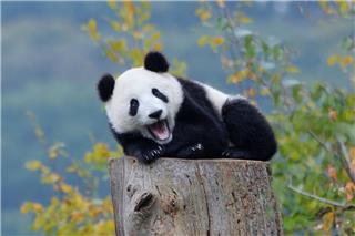 Η «Διπλωματία των Πάντα»: Γιατί η Κίνα παίρνει πίσω τα εμβληματικά ζώα από τις άλλες χώρες;