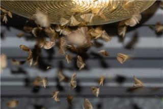 Δραματική προειδοποίηση για την ανθρωπότητα, καθώς τα έντομα «σιωπούν» μυστηριωδώς