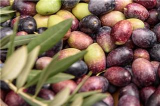 «Κόκκινος Συναγερμός» για την επιτραπέζια ελιά – Απειλείται από τη συμφωνία με τη Mercosur