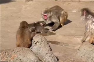 Ανησυχία για τον Παντς με το λούτρινο αρκουδάκι: Τον εκπαιδεύουν με καψόνια οι κυρίαρχες μαϊμούδες