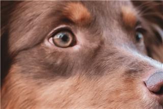 Είχε σκύλο με λουρί να τρέχει έξω από το ΙΧ στη Θεσσαλονίκη – «Το ζώο το αγαπώ»