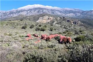 Η εξήγηση πίσω από τα βαμμένα κόκκινα πρόβατα στην Κρήτη