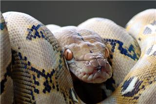 «Μωρό μου, μην κουνηθείς»: Ξύπνησε και βρήκε έναν τεράστιο πύθωνα πάνω στο στήθος της