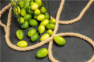 Πως τα ελαιόδιχτα έγιναν η βάση για οργανωμένη και ποιοτική συγκομιδή