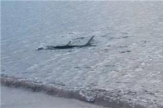 Μεγάλο καρχαριοειδές κολυμπούσε κοντά στην ακτή στο Καβούρι, δείτε βίντεο