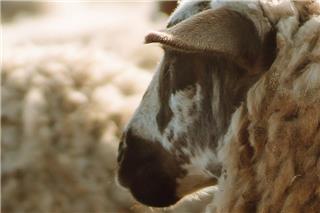 Μυστήριο στην Κοζάνη με νεκρά πρόβατα σε πλαγιά - Αγνωστο πώς θανατώθηκαν