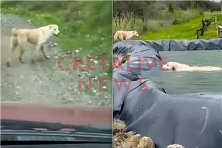 Σκυλίτσα διένυσε 1 χλμ. και οδήγησε άνθρωπο στη διάσωση του κουταβιού της που είχε πέσει σε δεξαμενή νερού