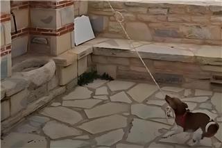 Σκύλος χτυπά την καμπάνα σε εκκλησία στην Κρήτη και γίνεται viral