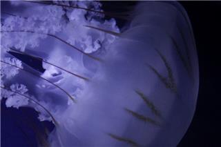 Γιατί ο Ευβοϊκός γέμισε με μωβ και καφέ μέδουσες – Τι λένε οι ειδικοί