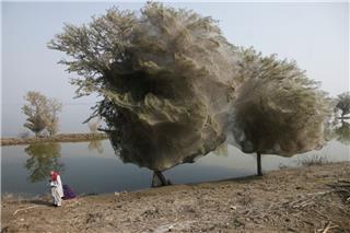 Τα «Δέντρα - Φαντάσματα» του Πακιστάν