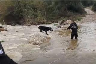 Το συγκλονιστικό βίντεο με τη διάσωση δύο τσομπανόσκυλων από τα ορμητικά νερά στη Χαλκιδική