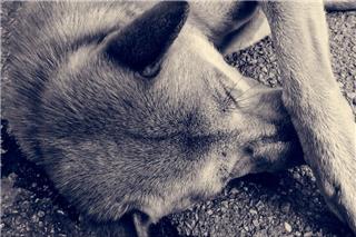 Νάουσα: Έριξαν φόλα σε σκύλο μασκότ της πόλης - Ξεψύχησε μπροστά στους περαστικούς