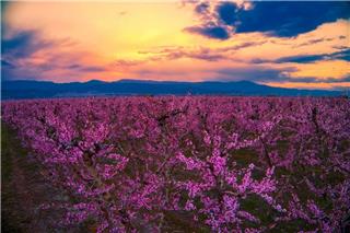 Ροζ «θάλασσα» στη Βέροια: Χιλιάδες επισκέπτες στην Ημαθία για τις ανθισμένες ροδακινιές