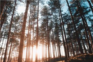 Τα ζώδια σήμερα 17/1: Κάποιος έχει κάτι σημαντικό να σου πει