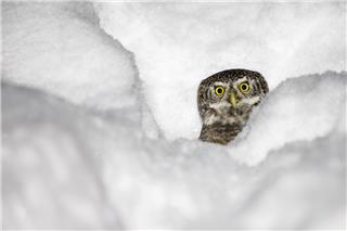Σήμερα έμαθα: Τι είναι το Whiteout και γιατί είναι πιο επικίνδυνο από μια απλή χιονοθύελλα;