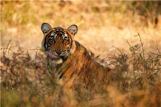 Σήμερα έμαθα: Γιατί η 3η Μαρτίου είναι η πιο «άγρια» μέρα του χρόνου