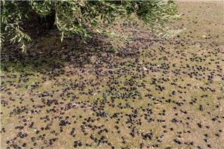 Ελαιόπανα: Ένα απλό και χρήσιμο εργαλείο για το μάζεμα της ελιάς