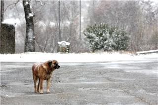 Πιθανότητα για χιόνια ακόμη και στα βόρεια προάστια της Αττικής τις επόμενες ημέρες: Ασανσέρ η θερμοκρασία στην Αθήνα