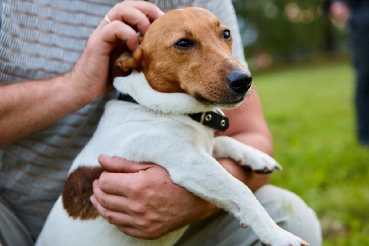 Προσπάθησε να πουλήσει σκύλο σε περαστικό στη Θεσσαλονίκη για 50 ευρώ και θα πληρώσει 4.000 ευρώ πρόστιμο