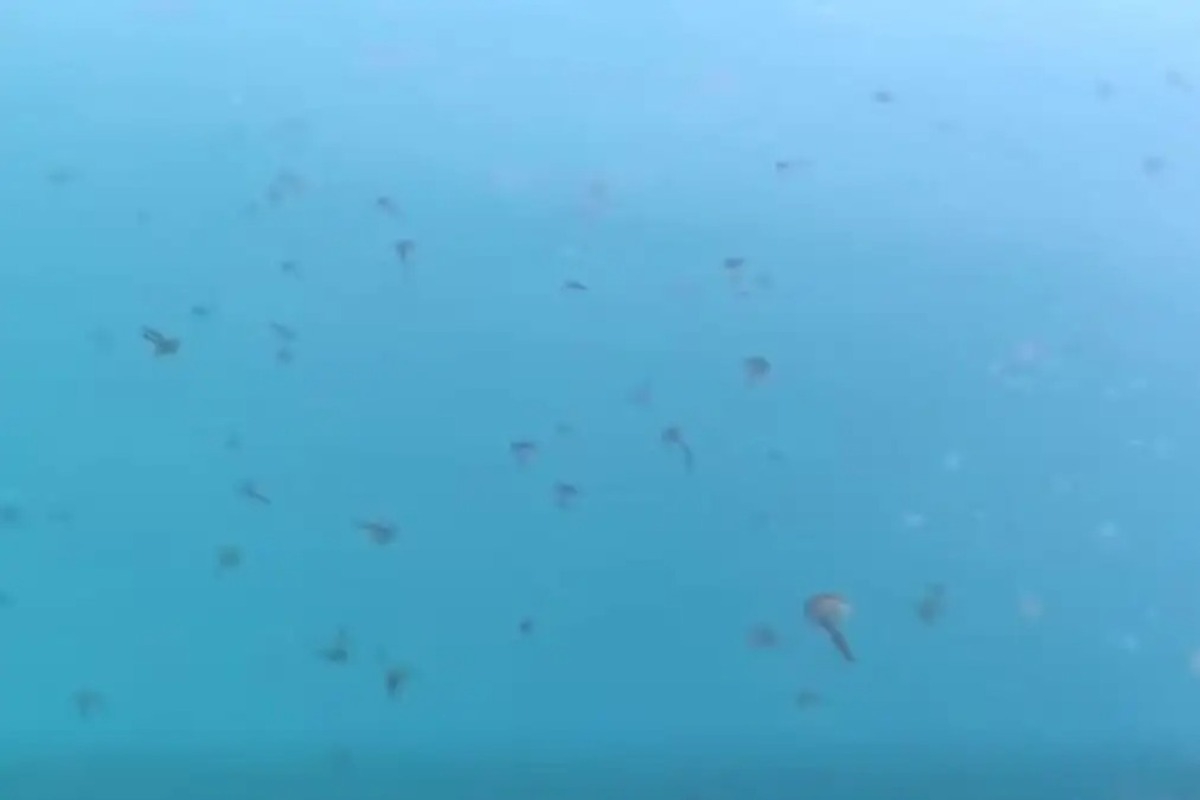 Εύβοια: Με καφέ και μωβ μέδουσες γέμισε η θάλασσα και προκαλεί ανησυχία