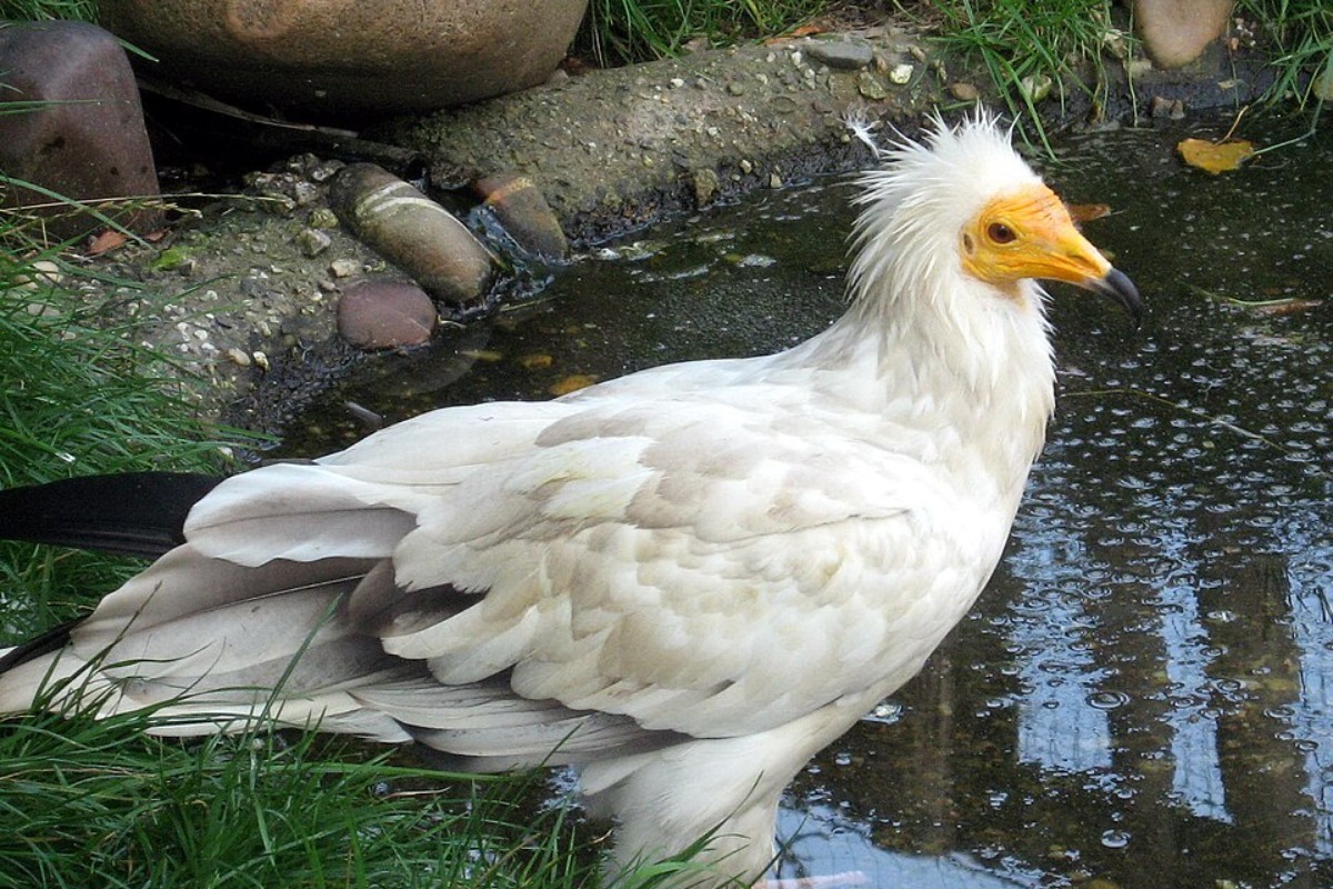 Το πουλί που διανύει κάθε χρόνο 6.000 χλμ. για να έρθει στην Ελλάδα από την Αφρική