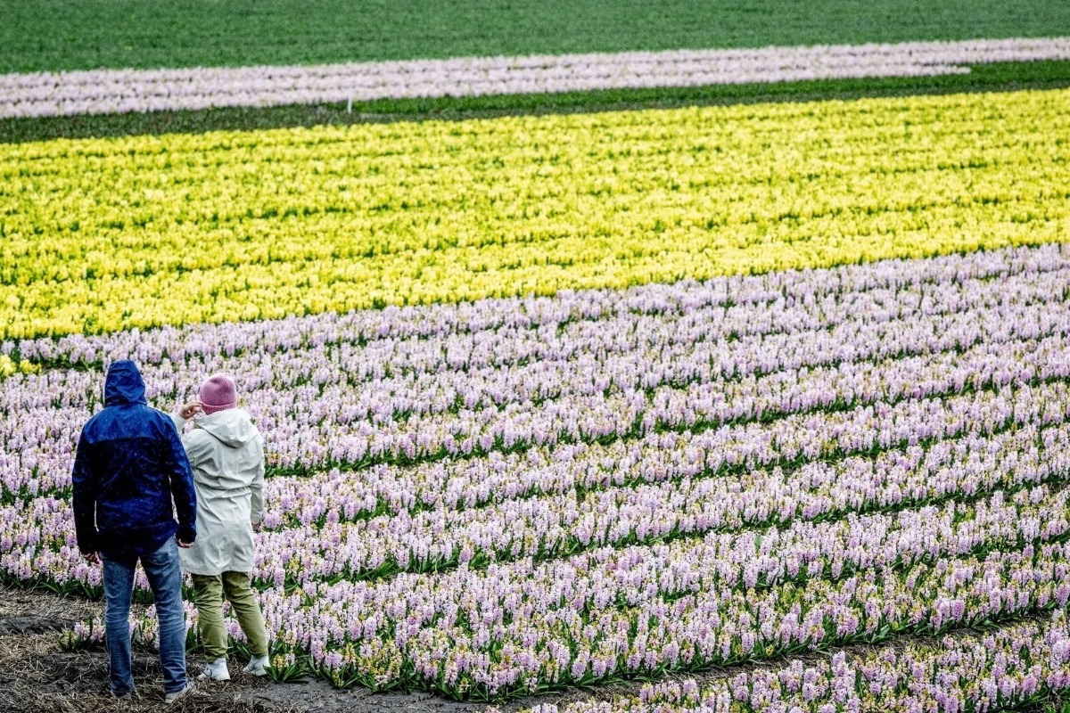 Ολλανδία: 7 εκατομμύρια τουλίπες στο πιο διάσημο ανοιξιάτικο πάρκο της Ευρώπης