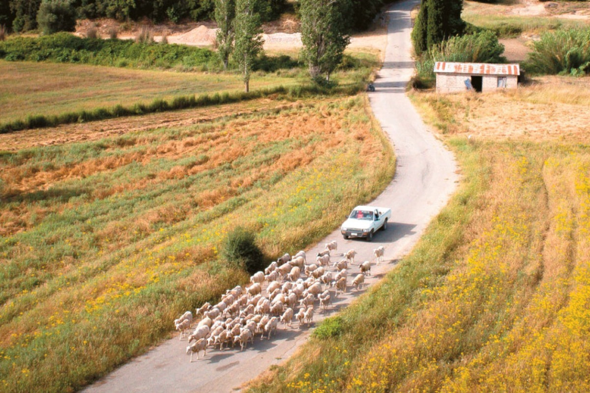 Πρώην πρόεδρος ΟΠΕΚΕΠΕ: Το 2018‑2019 τα αιγοπρόβατα στην Κρήτη ήταν περισσότερα από τις μύγες