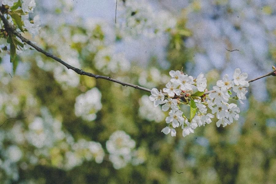 Καιρός: Λίγη ακόμα... άνοιξη πριν επανέλθει ο χειμώνας