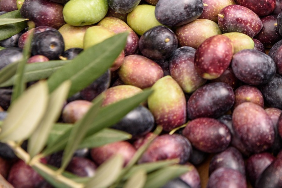 «Κόκκινος Συναγερμός» για την επιτραπέζια ελιά – Απειλείται από τη συμφωνία με τη Mercosur