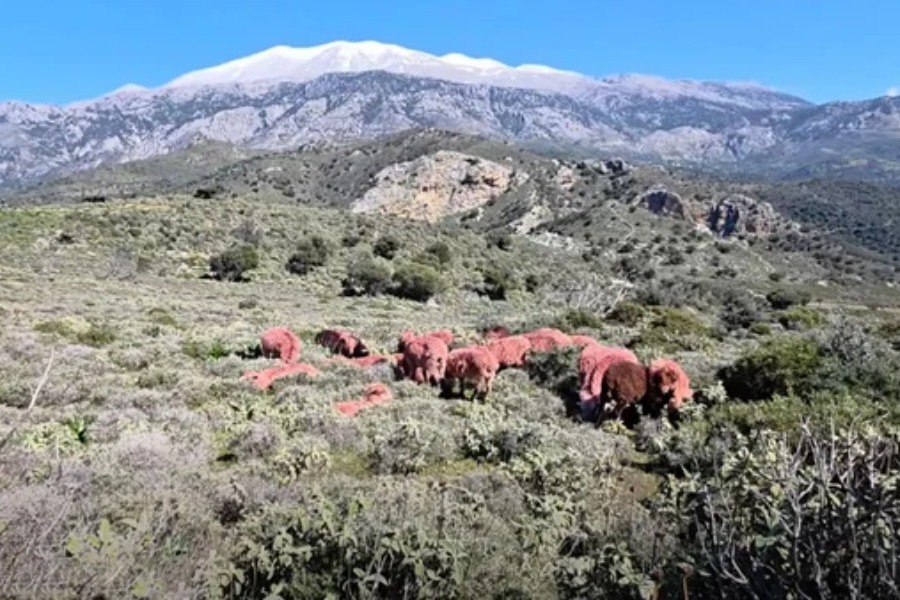 Η εξήγηση πίσω από τα βαμμένα κόκκινα πρόβατα στην Κρήτη