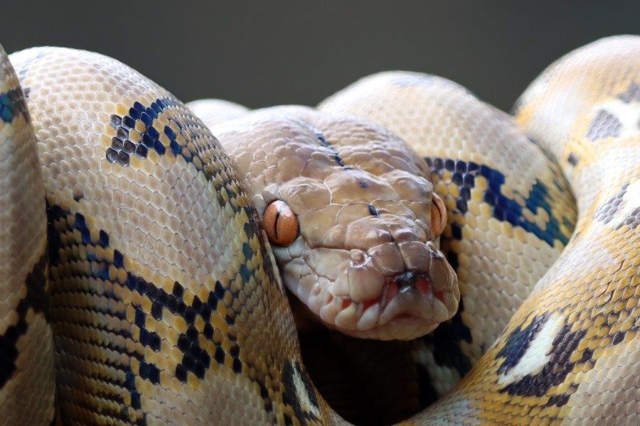 «Μωρό μου, μην κουνηθείς»: Ξύπνησε και βρήκε έναν τεράστιο πύθωνα πάνω στο στήθος της