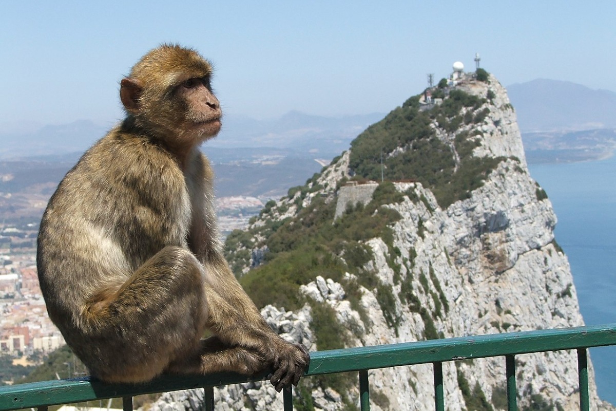 Οι μοναδικοί πίθηκοι που ζουν ελεύθερα στην Ευρώπη και ο θρύλος που τους συνοδεύει