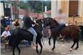 Αλογα σε πανηγύρια της Λέσβου: Η A Promise to Animals απαντά σε όσους θεωρούν την κριτική «επίθεση στον τόπο»