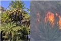 Μαύρη μέρα για την Κρήτη: Η φωτιά κατάπιε το θρυλικό φοινικόδασος - Οι φλόγες αφάνισαν έναν ανεκτίμητο φυσικό θησαυρό