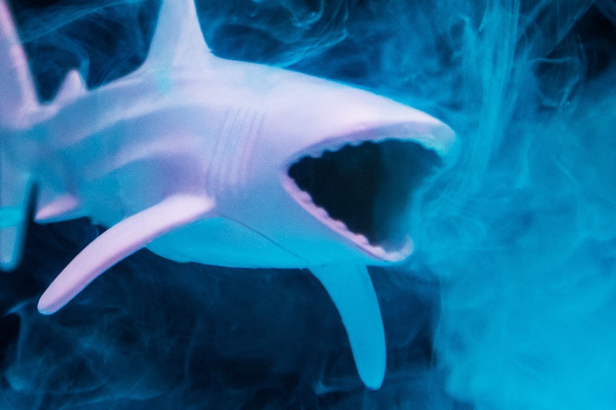 Καρχαρίες γεμάτοι με κοκαΐνη και καφεΐνη: Τι βρήκαν οι επιστήμονες σε τουριστικό «παράδεισο»