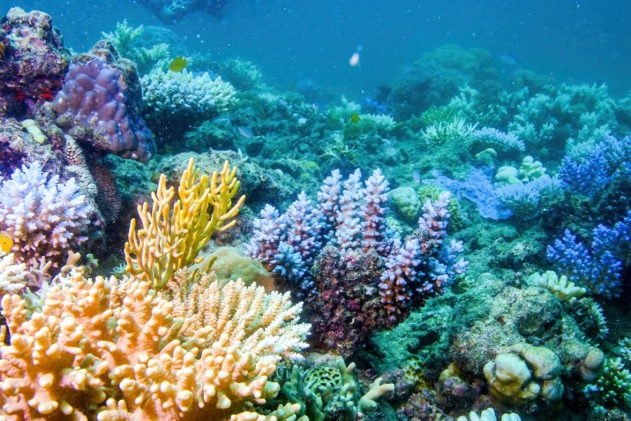 Σκάφος αναψυχής στη Σκόπελο λεηλατούσε τον ελληνικό βυθό, η ΔΕΟΣ κατέσχεσε προστατευμένα κοράλλια αξίας 800.000 ευρώ