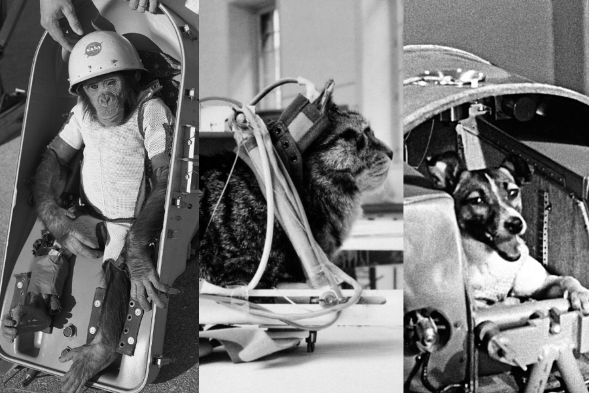 Τα «σιωπηλά» θύματα του Διαστήματος: Τα ζώα που άνοιξαν τον δρόμο για τον άνθρωπο