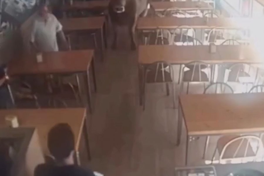 Ταύρος 900 κιλών μπήκε σε μπαρ στην Ισπανία – Δείτε πώς αντέδρασε ο σερβιτόρος