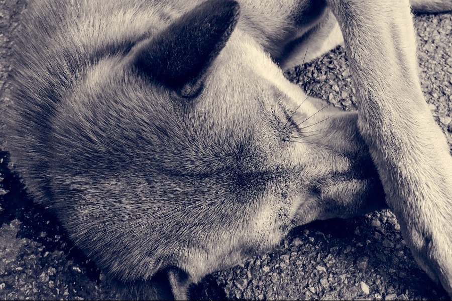 Νάουσα: Έριξαν φόλα σε σκύλο μασκότ της πόλης ‑ Ξεψύχησε μπροστά στους περαστικούς