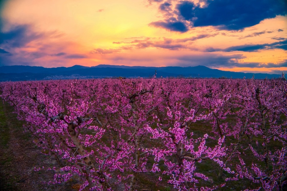 Ροζ «θάλασσα» στη Βέροια: Χιλιάδες επισκέπτες στην Ημαθία για τις ανθισμένες ροδακινιές