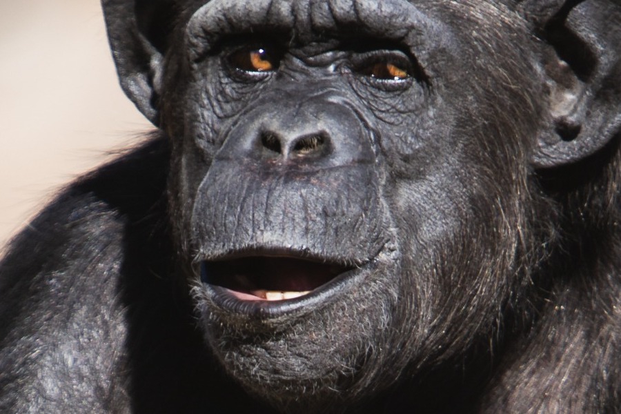 Πέθανε ο θηλυκός χιμπατζής Ai σε ηλικία 49 ετών