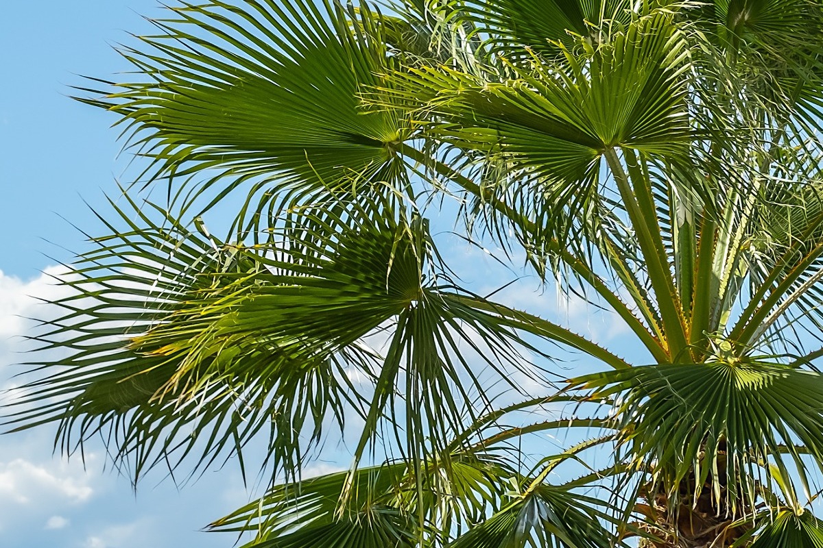 Στην πιο exclusive γειτονιά του Hollywood, με τα ωραιότερα σπίτια