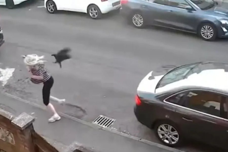 Kοράκι στην Αγγλία δεν αστειευόταν καθόλου: Επιτέθηκε σε γυναίκα και την έριξε κάτω ‑ Δες τι έγινε!