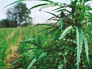 Αφιέρωμα Κάνναβη: Τα πάντα για τη νόμιμη καλλιέργεια στην Ελλάδα