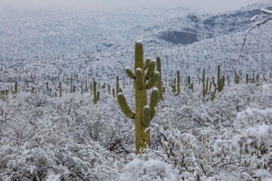 Όταν χιόνισε στην έρημο της Αριζόνα: Aπίστευτες εικόνες