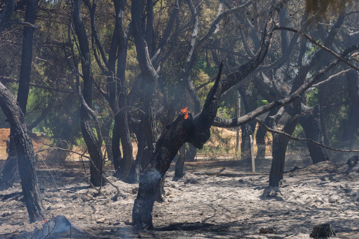 Φωτιά στην Οινόη Αττικής: Μεγάλη επιχείρηση κατάσβεσης με 10 εναέρια μέσα
