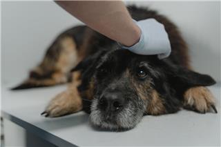 Η πρώτη χώρα που σου δίνει άδεια τριών ημερών αν αρρωστήσει το κατοικίδιο σου